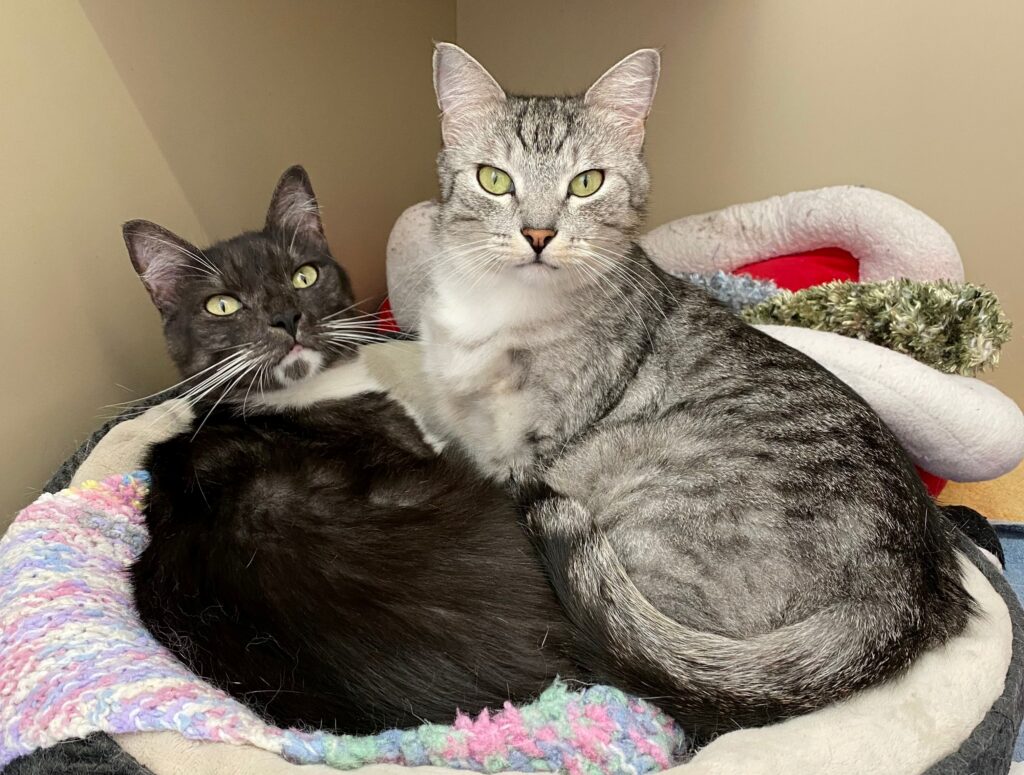 rescued tabby cats lying in bed