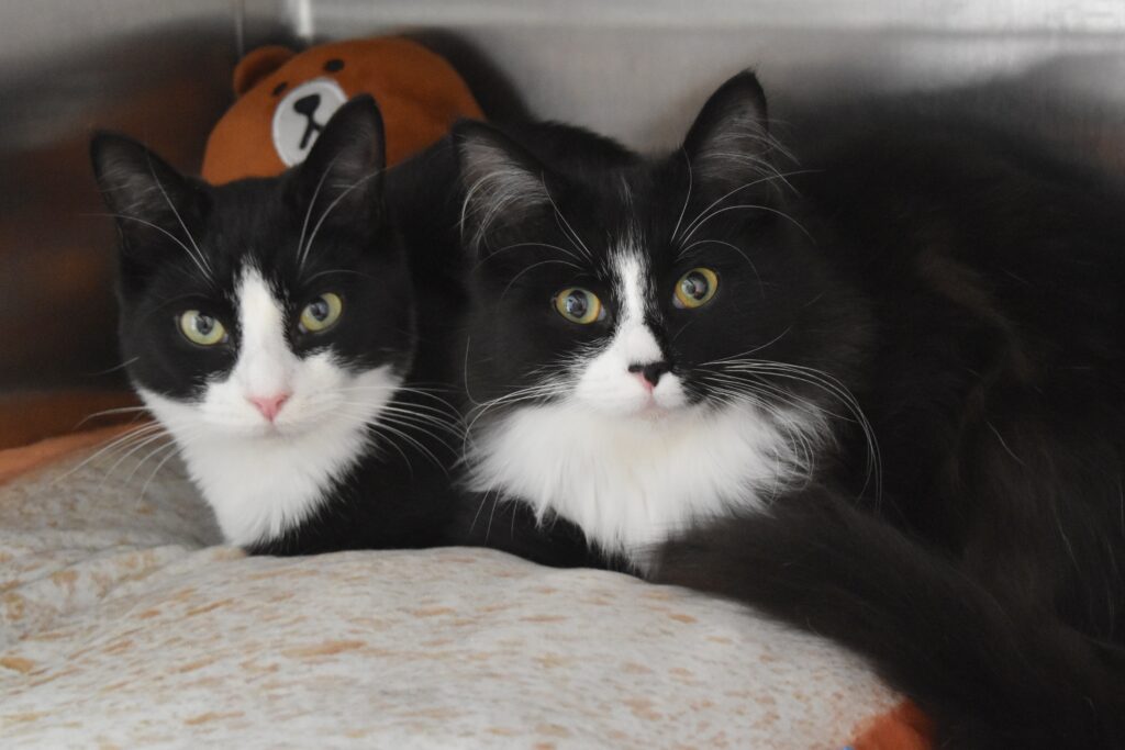 Rescued Cats Krummn and Skritch Looking Curiously