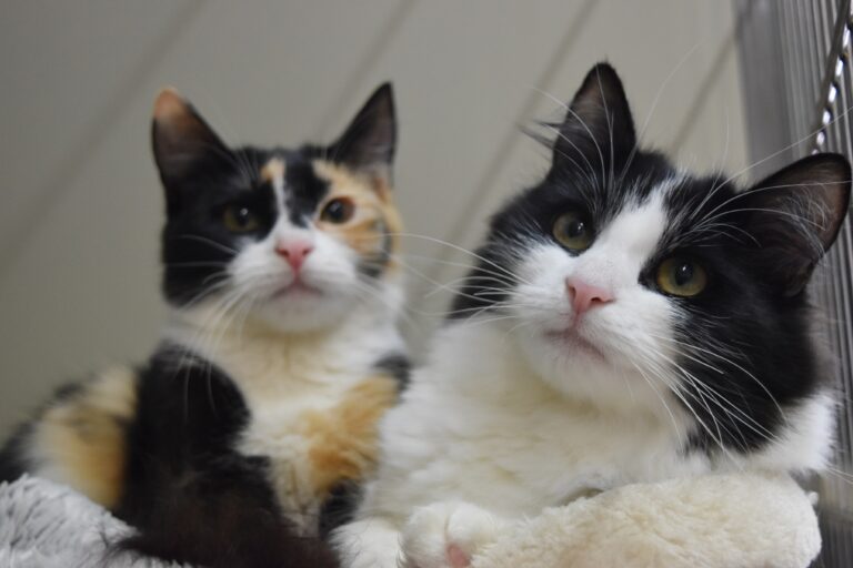 Cat Protection Society Cat_Layla and Lulu