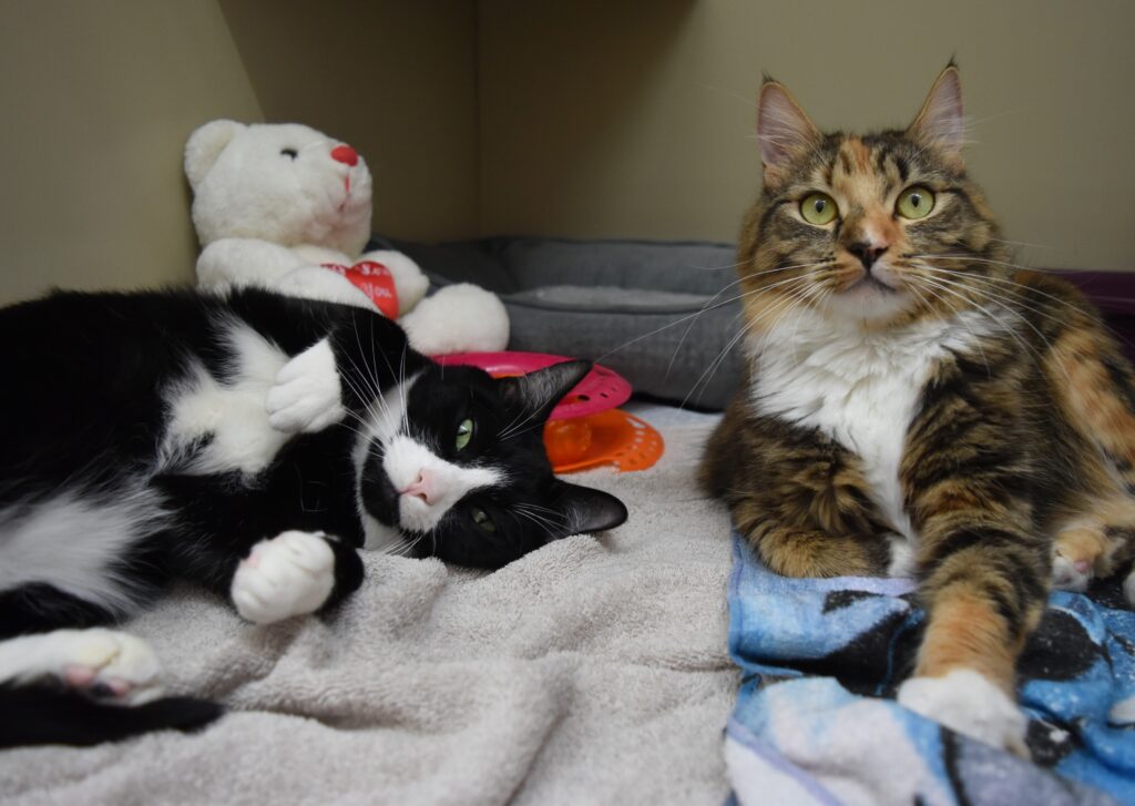 Cat Stephanie and Nigel lying and relaxing_Cat Protection Society