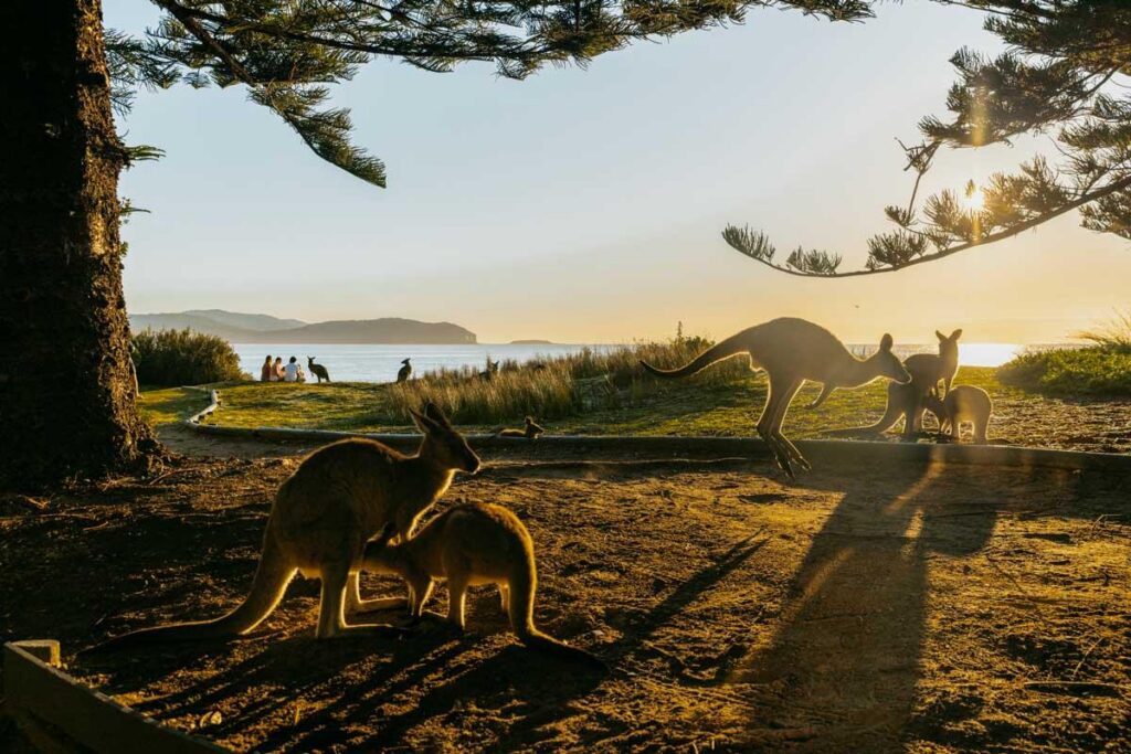 Kangaroo Valley