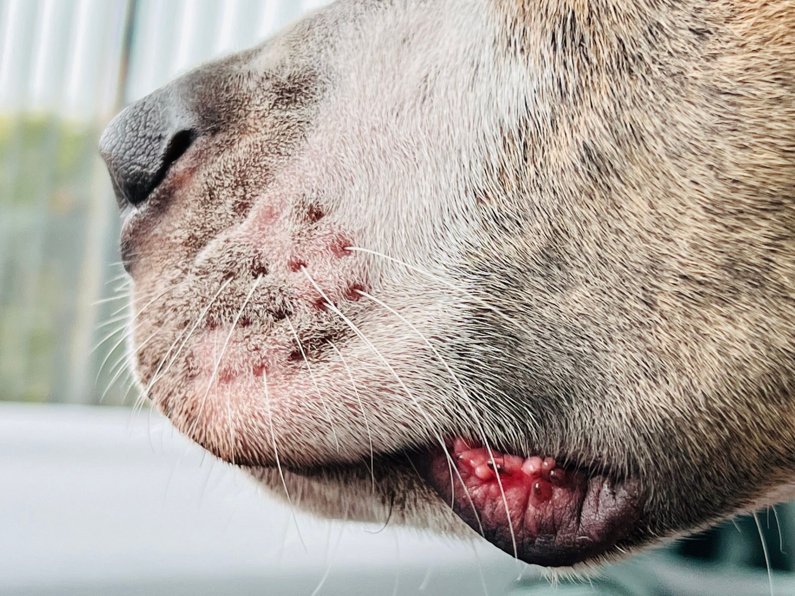 Whiskers are precision instruments, not decoration