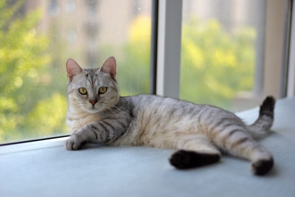 A silver-shaded British Shorthair cat lying beside a window, staring at the camera