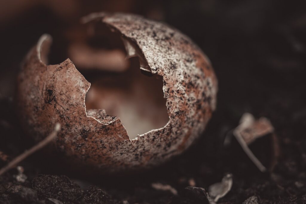 a rotten egg shell