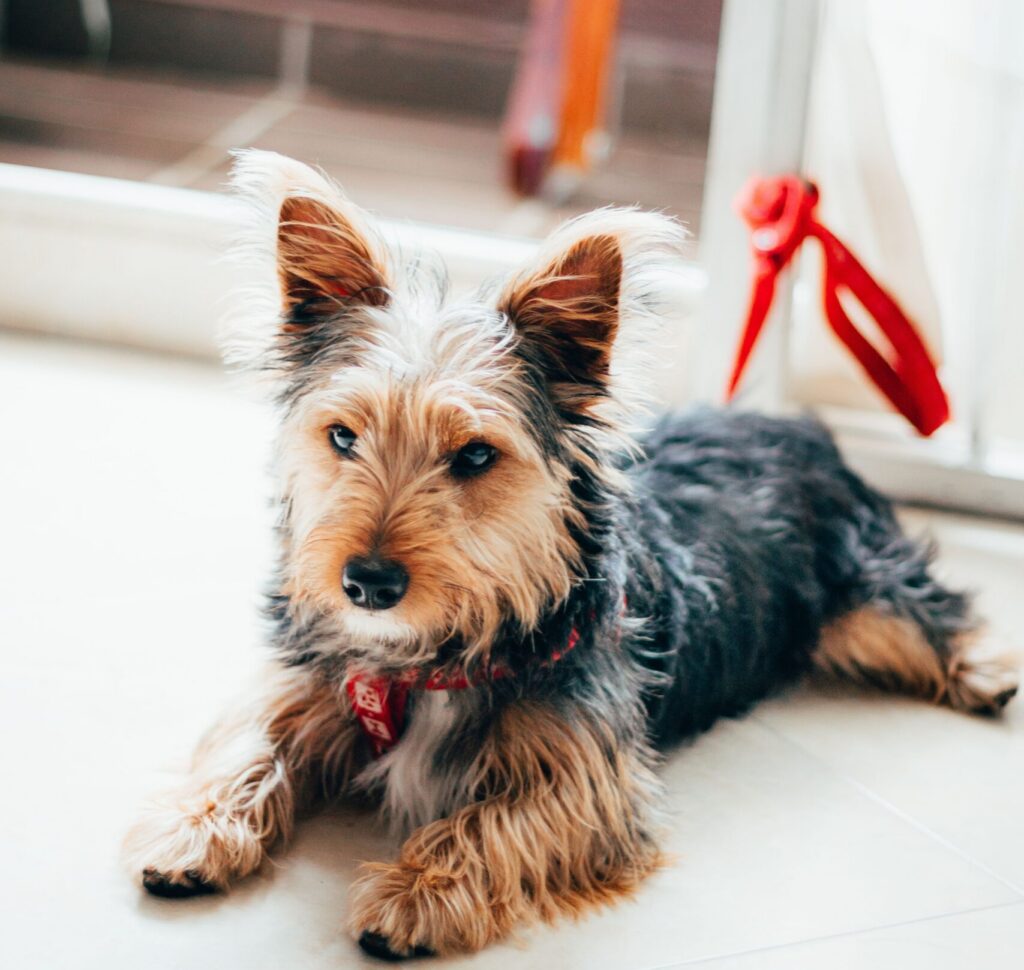 A dog sitting on the floor inside a house