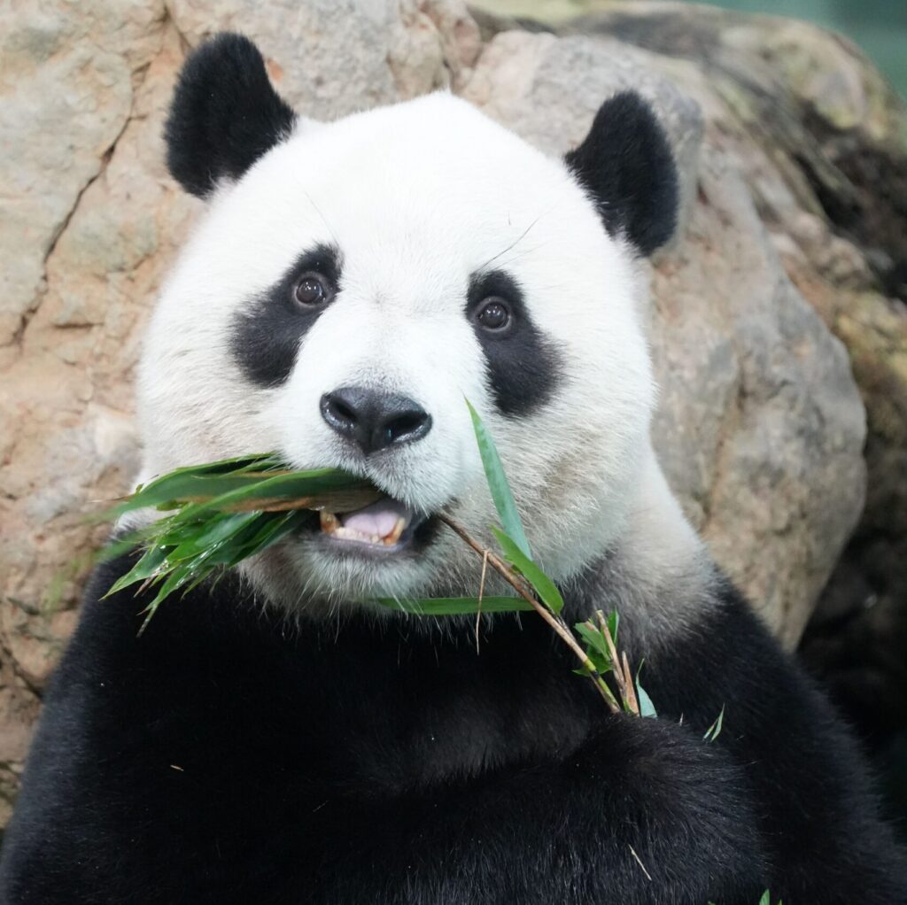 A giant panda eating fresh bamboo leaves.