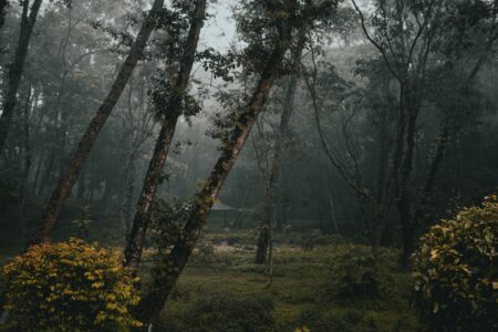 Misty forest with tall trees and lush greenery